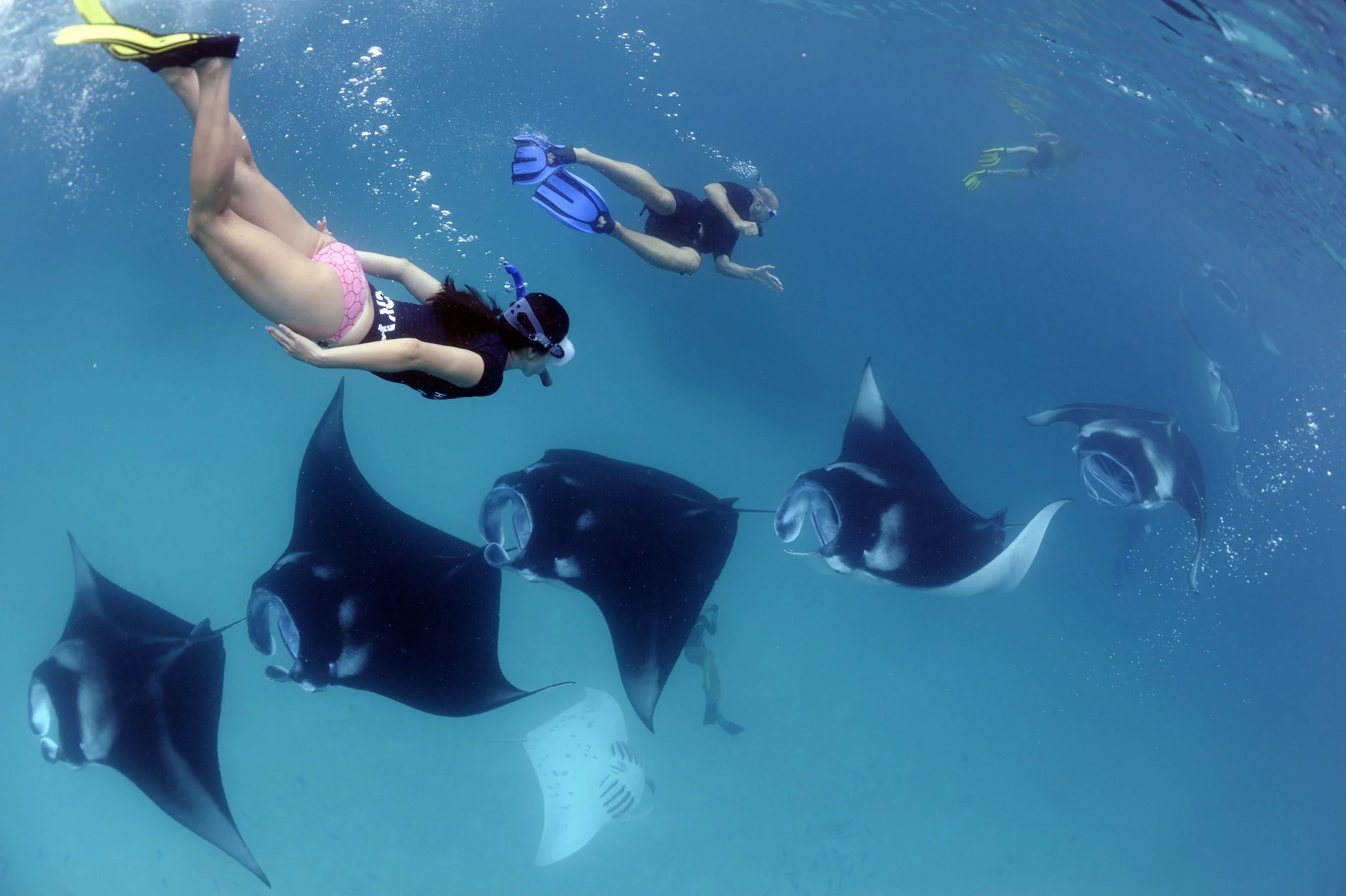 ReefMantaRayMantaalfrediHanifaruBayBaaAtollMaldives©GuyStevensMantaTrust20093-a4874820